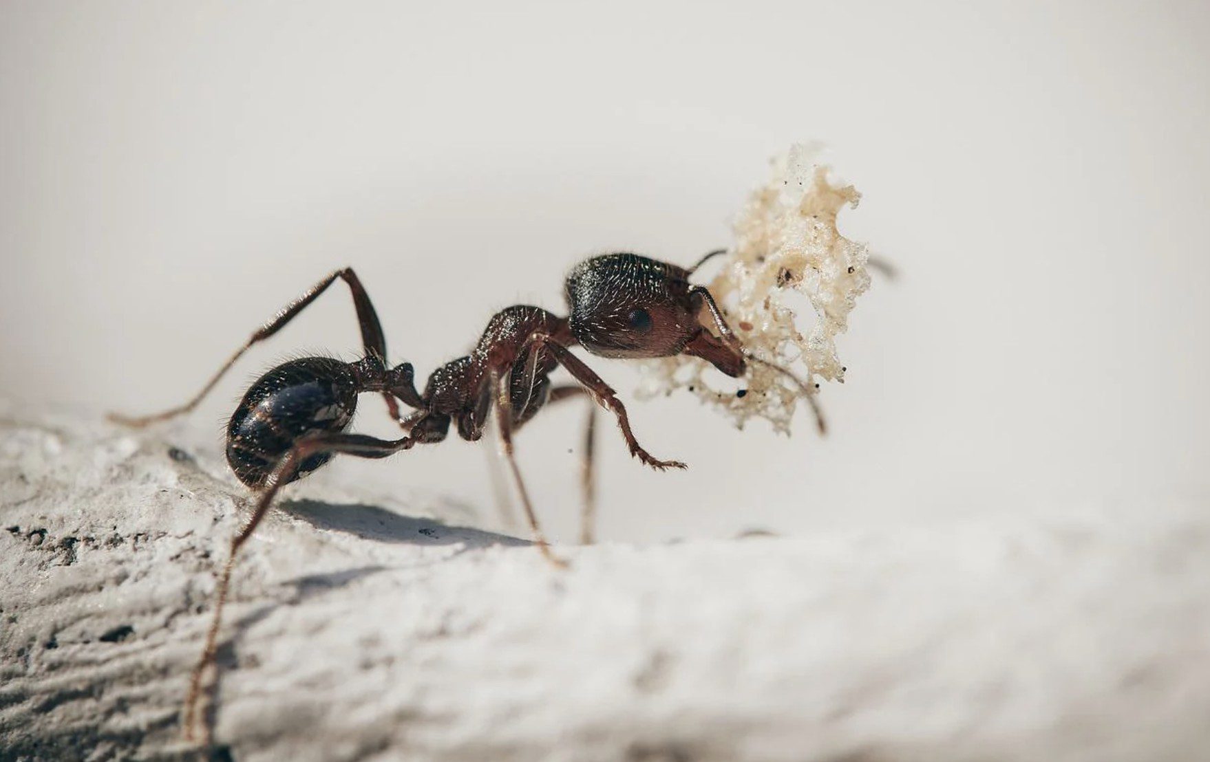 Chassez les fourmis de votre maison grâce à nos astuces incontournables !