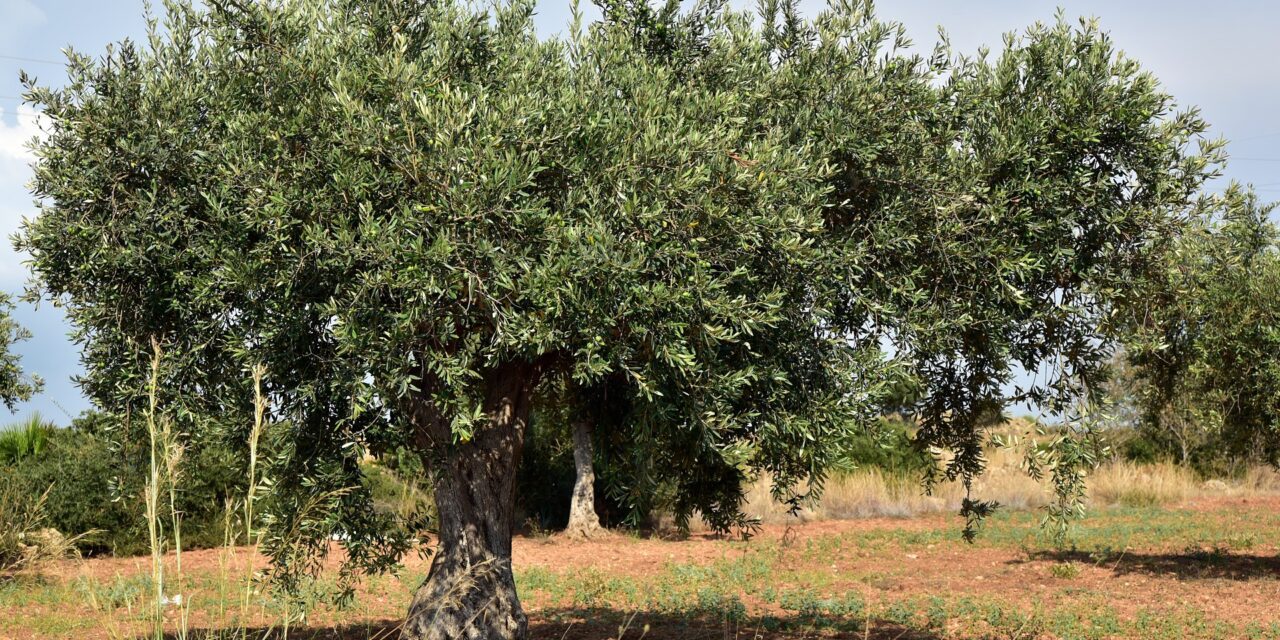 Quand tailler un olivier pour qu’il soit beau et fort ?