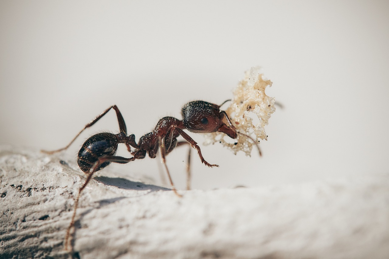 comment se débarrasser des fourmis dans le jardin