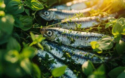 Découvrez pourquoi ajouter des sardines en conserve à votre alimentation peut changer votre vie