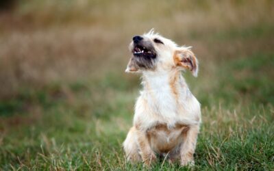 Les aboiements des chiens, que faire ?