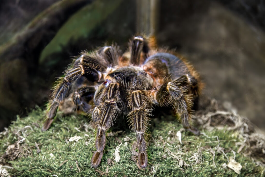 mygale Theraphosa blondi