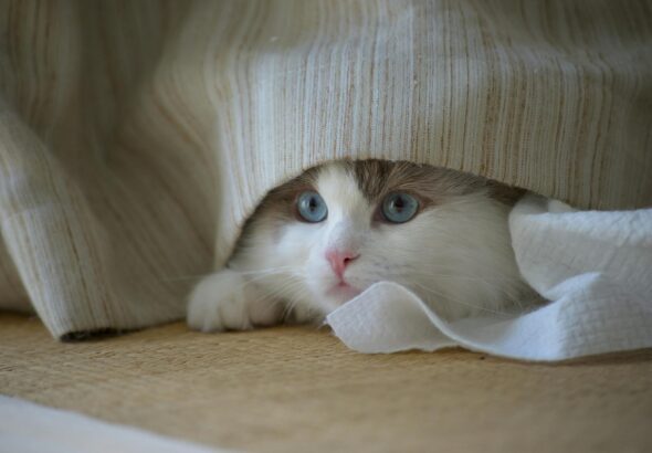 Chat anxieux recroquevillé dans un coin sombre, regard fuyant